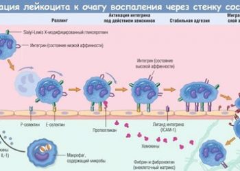 Нейроактивные стероиды ослабляют воспаление в мозге