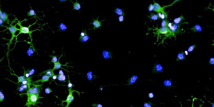 Рассеянный склероз механизмы самовосстановления
