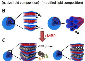 Изменения в структуре миелина причина развития рассеянного склероза 1 Изменения в структуре миелина причина развития рассеянного склероза