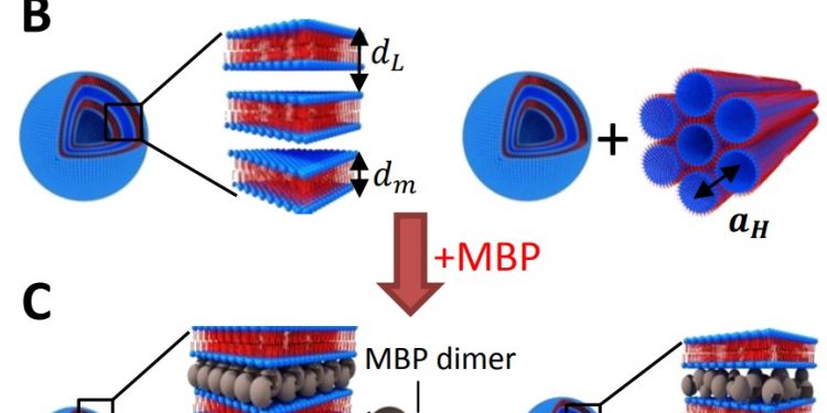 Изменения в структуре миелина причина развития рассеянного склероза