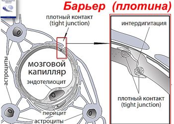 Защитное действие монометил фумарата на воспаленный гематоэнцефалический барьер