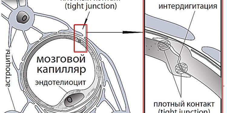 Гематоэнцефалический барьер рисунок