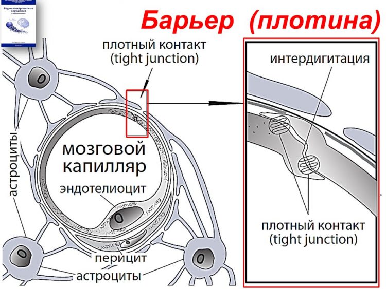 Гематоэнцефалический барьер рисунок