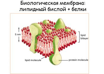Метаболизм липидов может быть терапевтической мишенью при РС