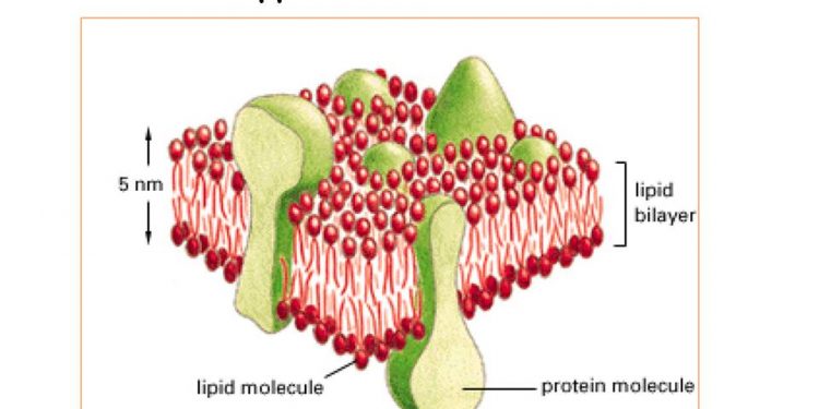 Метаболизм липидов может быть терапевтической мишенью при РС 1 Метаболизм липидов может быть терапевтической мишенью при РС
