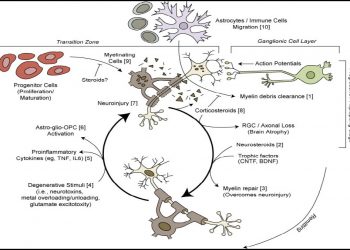 Вред гормональной терапии при рассеянном склерозе