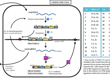 Темелимаб обеспечивает долгосрочные преимущества у пациентов с РС