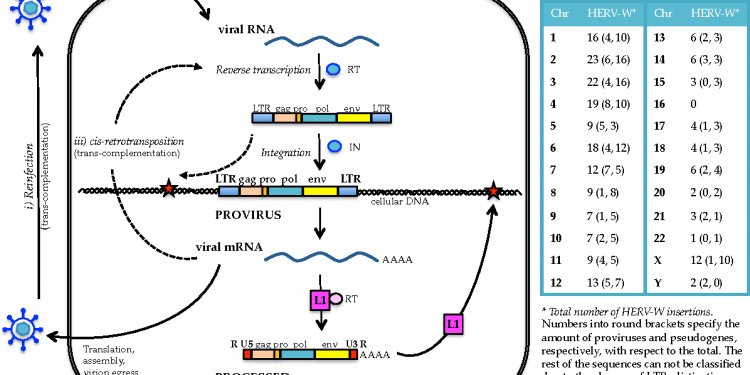 Темелимаб обеспечивает долгосрочные преимущества у пациентов с РС 1 Темелимаб обеспечивает долгосрочные преимущества у пациентов с РС