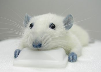 Синий краситель в M&Ms лечит травмы спинного мозга