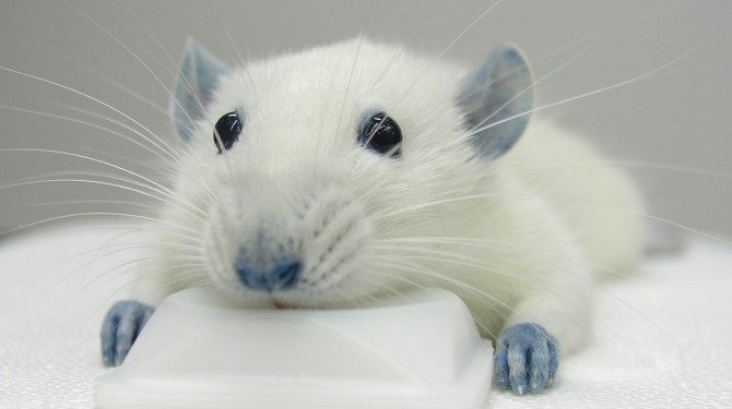 Синий краситель в M&Ms лечит травмы спинного мозга 1 Синий краситель в M&Ms лечит травмы спинного мозга