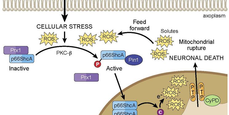 Митохондриальная дисфункция и нейродегенерация при рассеянном склерозе 1 Митохондриальная дисфункция и нейродегенерация при рассеянном склерозе