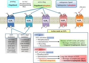Озанимод направлен на утверждение FDA