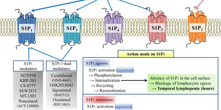 Озанимод направлен на утверждение FDA 1 Озанимод направлен на утверждение FDA