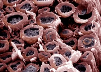 Таурин ускоряет созревание олигодендроцитов