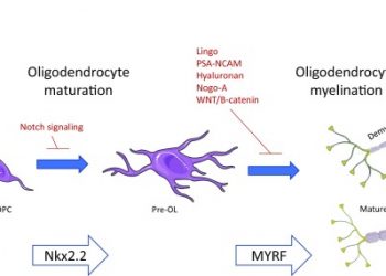 Кветиапина фумарат для лечения рассеянного склероза: акцент на миелиновом восстановлении