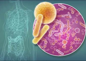Бактерии Prevotella histicola могут лечить рассеянный склероз