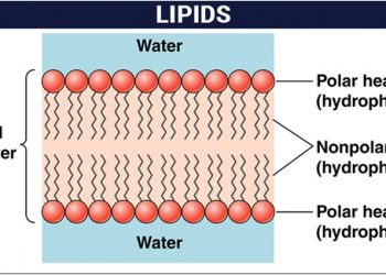 Антитела на липиды как биомаркер при рассеянном склерозе