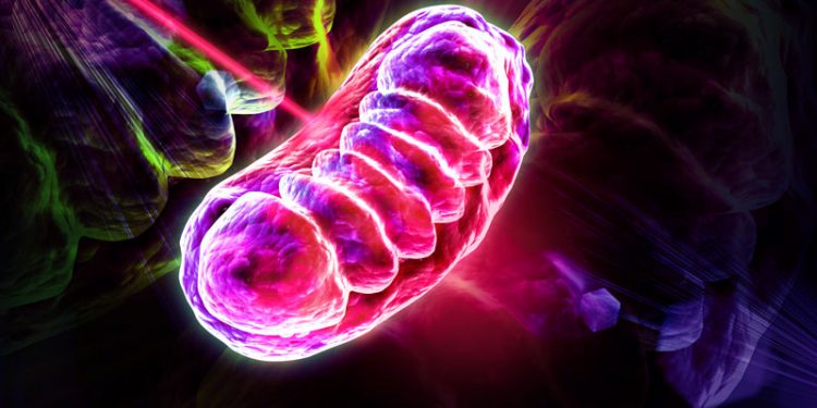 Лазерная терапия восстанавливает повреждения мозга, терапия (LLLT) фотобиомодуляция 1 Лазерная терапия восстанавливает повреждения мозга, терапия (LLLT) фотобиомодуляция