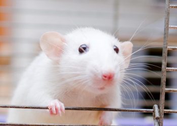 Химический анализ растений может защитить от изменений, связанных с болезнью Паркинсона