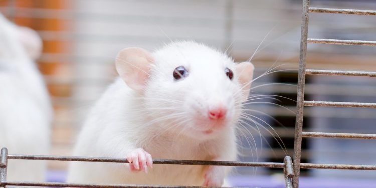 Химический анализ растений может защитить от изменений, связанных с болезнью Паркинсона