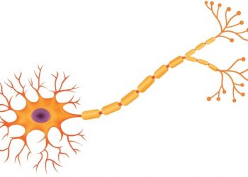 Синтетическая молекула обещает вылечить от рассеянного склероза