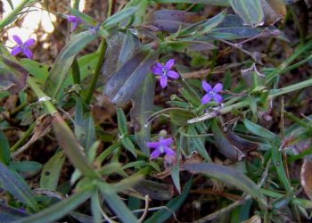 ПИТРС T20K на основе растения для лечения рассеянного склероза первая фаза КИ