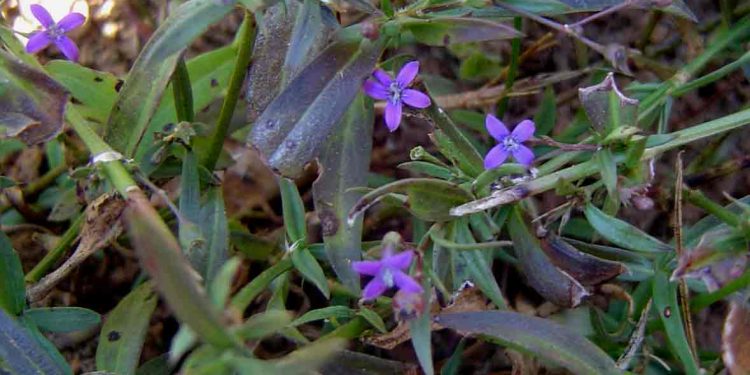 ПИТРС T20K на основе растения для лечения рассеянного склероза первая фаза КИ 1 ПИТРС T20K на основе растения для лечения рассеянного склероза первая фаза КИ