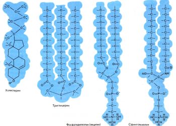 РОЛЬ ЖИРОВ В ПРОГРЕССИИ рассеянного склероза