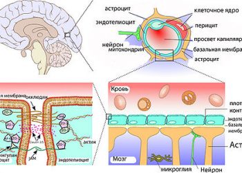 что такое гематоэнцефалический барьер?