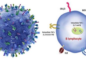 Потенциальный механизм, лежащий в основе эффективности терапии истощения B-клеток при рассеянном склерозе