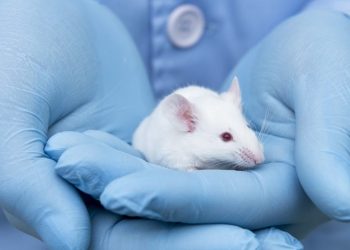 Связанные с гистамином гены могут стать биомаркерами и терапевтическими мишенями при БАС