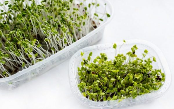 Ростки брокколи могут стимулировать регенерацию мозга