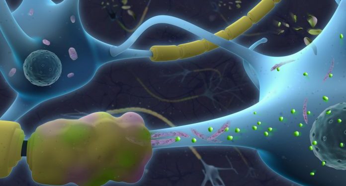 Причина прогрессирующиго рассеянного склероза удлиненные митохондрии приводящие к гибели нейронных клеток 1 Причина прогрессирующиго рассеянного склероза удлиненные митохондрии приводящие к гибели нейронных клеток