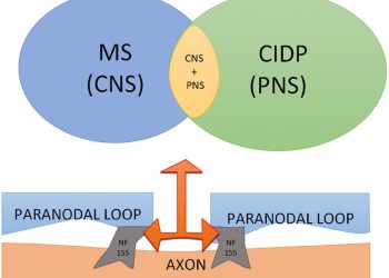 Участие антител против нейрофасцина 155 при центральных и периферических демиелинизирующих заболеваниях