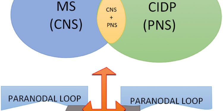 Участие антител против нейрофасцина 155 при центральных и периферических демиелинизирующих заболеваниях 1 Участие антител против нейрофасцина 155 при центральных и периферических демиелинизирующих заболеваниях