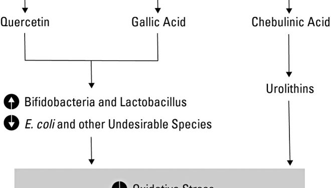 Научные исследования Трифала в аюрведической медицине