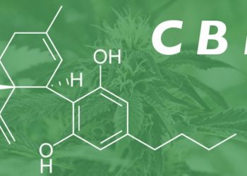 Лечение на основе каннабидиола стимулирует ремиелинизацию у мышей, исследование также запланированное на пациентах с РС