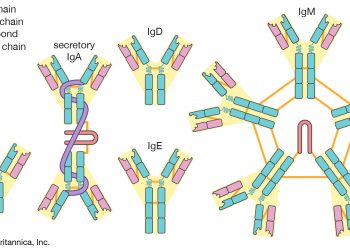 Роль антител при рассеянном склерозе