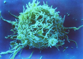 Семейство транскрипционных факторов AP-1 имеет решающее значение для здорового развития Т-клеток, говорится в исследовании