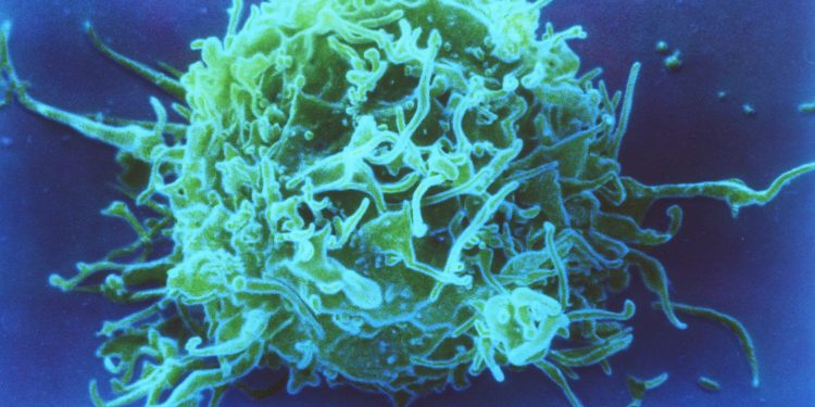 Семейство транскрипционных факторов AP-1 имеет решающее значение для здорового развития Т-клеток, говорится в исследовании