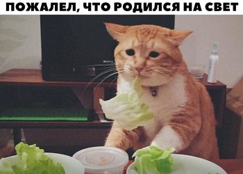 Рандомизированное контролируемое исследование модифицированной средиземноморской диетической программы по рассеянному склерозу 3 сел на диету мем