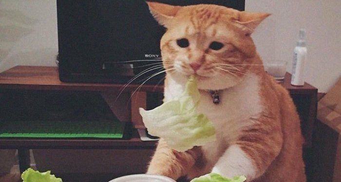 Рандомизированное контролируемое исследование модифицированной средиземноморской диетической программы по рассеянному склерозу 1 сел на диету мем