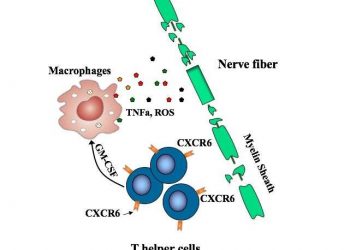 Ориентация на неконтролируемые Т-клетки предотвращает и устраняет рассеянный склероз у мышей