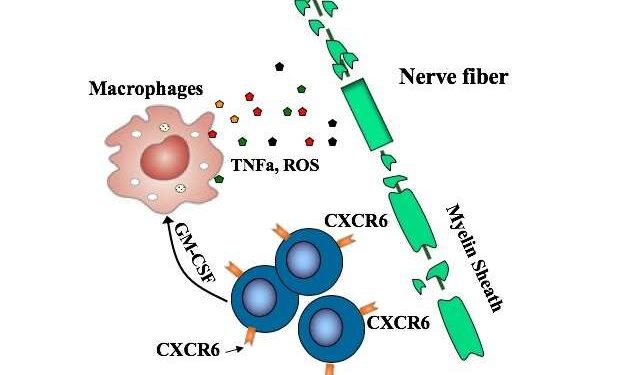 Ориентация на неконтролируемые Т-клетки предотвращает и устраняет рассеянный склероз у мышей 1 Ориентация на неконтролируемые Т-клетки предотвращает и устраняет рассеянный склероз у мышей