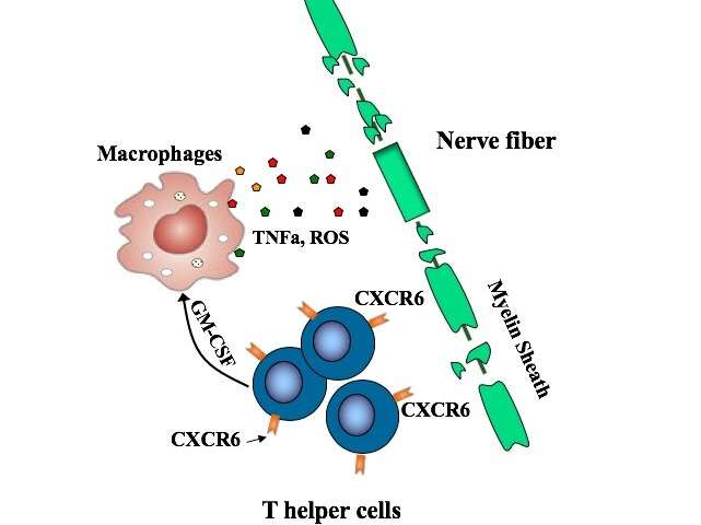 Ориентация на неконтролируемые Т-клетки предотвращает и устраняет рассеянный склероз у мышей
