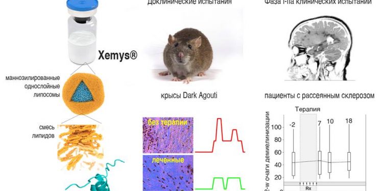 Опубликованы новые данные клинических испытаний экспериментальной терапевтической вакцины против РС, Xemys 1 Опубликованы новые данные клинических испытаний экспериментальной терапевтической вакцины против РС, Xemys