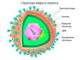 структура вируса герпеса