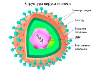 Исследование предполагает риск развития рассеянного склероза, связанного с вирусом герпеса 6А и не более распространенного 6В 2 структура вируса герпеса