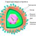 структура вируса герпеса