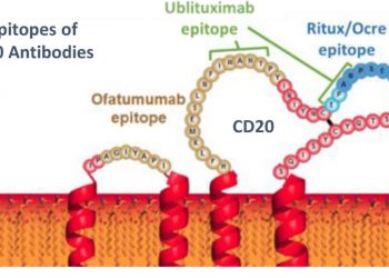 Как работает офатумумаб? 3 офатумумаб